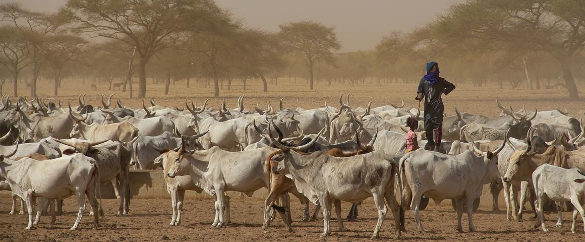Cheptel de bovins dans le Ferlo, une zone pastorale du Sénégal © R. Belmin, Cirad